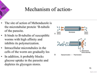 Mechanism of action-
• The site of action of Mebendazole is
the microtubular protein ‘B-tubulin’
of the parasite.
• It binds to B-tubulin of susceptible
worms with high affinity and
inhibits its polymerization.
• Intracellular microtubules in the
cells of the worm are gradually lost
• In addition, it probably blocks
glucose uptake in the parasite and
depletes its glycogen stores.
15
 