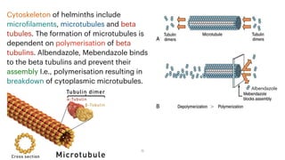 12
Cytoskeleton of helminths include
micro
f
ilaments, microtubules and beta
tubules. The formation of microtubules is
dependent on polymerisation of beta
tubulins. Albendazole, Mebendazole binds
to the beta tubulins and prevent their
assembly I.e., polymerisation resulting in
breakdown of cytoplasmic microtubules.
Albendazole
 