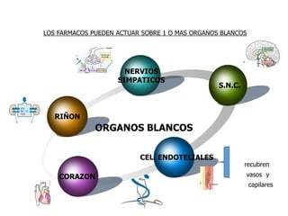 LOS FARMACOS PUEDEN ACTUAR SOBRE 1 O MAS ORGANOS BLANCOS
recubren
vasos y
capilares
ORGANOS BLANCOS
RIÑON
NERVIOS
SIMPATICOS
S.N.C.
CEL. ENDOTELIALES
CORAZON
 