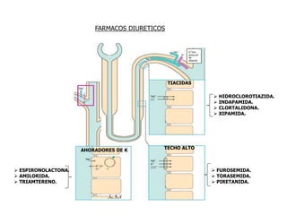 FARMACOS DIURETICOS
TIACIDAS
TECHO ALTOAHORADORES DE K
 HIDROCLOROTIAZIDA.
 INDAPAMIDA.
 CLORTALIDONA.
 XIPAMIDA.
 FUROSEMIDA.
 TORASEMIDA.
 PIRETANIDA.
 ESPIRONOLACTONA.
 AMILORIDA.
 TRIAMTERENO.
 