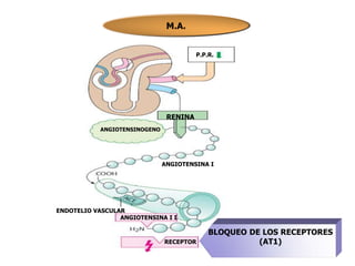 M.A.
P.P.R.
RENINA
ANGIOTENSINOGENO
ANGIOTENSINA I
ENDOTELIO VASCULAR
ANGIOTENSINA I I
RECEPTOR
BLOQUEO DE LOS RECEPTORES
(AT1)
 