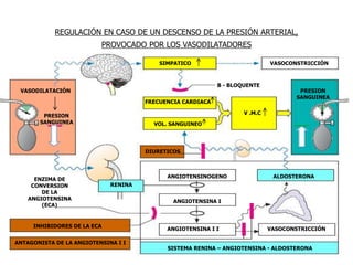 REGULACIÓN EN CASO DE UN DESCENSO DE LA PRESIÓN ARTERIAL,
PROVOCADO POR LOS VASODILATADORES
SIMPATICO VASOCONSTRICCIÓN
VASOCONSTRICCIÓN
FRECUENCIA CARDIACA
VASODILATACIÓN
PRESION
SANGUINEA VOL. SANGUINEO
Β - BLOQUENTE
V .M.C
PRESION
SANGUINEA
RENINA
DIURETICOS
ANGIOTENSINOGENO
ANGIOTENSINA I
ANGIOTENSINA I I
INHIBIDORES DE LA ECA
ALDOSTERONA
ANTAGONISTA DE LA ANGIOTENSINA I I
SISTEMA RENINA – ANGIOTENSINA - ALDOSTERONA
ENZIMA DE
CONVERSION
DE LA
ANGIOTENSINA
(ECA)
 