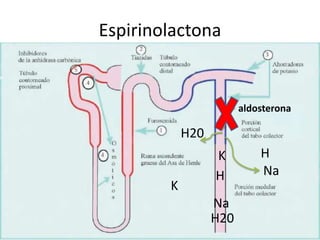 Espirinolactona


                        aldosterona

            H20
                  K         H
                  H         Na
        K
                  Na
                  H20
 