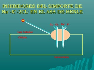 INHIBIDORES DEL SIMPORTE DE
Na+-K+-2CL- EN EL ASA DE HENLE
        -          CL- CL- Na+ K+


     Luz tubular

      Célula




                      Intersticio
 