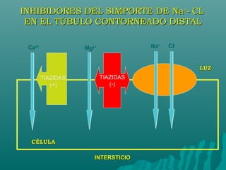 INHIBIDORES DEL SIMPORTE DE Na+- CL-
 EN EL TÚBULO CONTORNEADO DISTAL

 Ca2+              Mg2+              Na+   Cl-


                                                 LUZ
        TIAZIDAS          TIAZIDAS
           (+)               (-)




  CÉLULA

                      INTERSTICIO
 