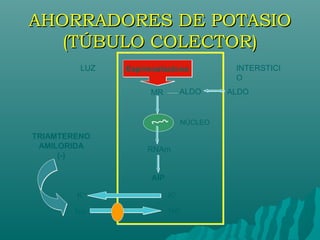 AHORRADORES DE POTASIO
   (TÚBULO COLECTOR)
         LUZ   Espironolactona            INTERSTICI
                                          O
                    MR          ALDO     ALDO


                                NÚCLEO
TRIAMTERENO
 AMILORIDA          RNAm
     (-)

                     AIP

        K+                 K+

        Na+                Na+
 