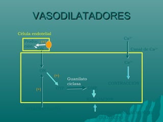 VASODILATADORES
Célula endotelial
                                                       Ca2+
   Produc (+)
   ción
         ON                                               Canal de Ca2+


                                                       Ca2+

           ON
                    (+)
                          Guanilato
                          ciclasa               CONTRACCIÓN
         (+)        GTP               GMPc

                                  RELAJACIÓN

    NITROPRUSIATO
                                             HIDRALAZINA, MINOXIDIL
                                             DIAZÓXIDO
 