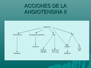 ACCIONES DE LA
ANGIOTENSINA II
 
