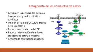 Antagonista de los conductos de calcio
• Actúan en las células del músculo
liso vascular y en los miocitos
cardíacos
• Inhiben el flujo de CALCIO a través
de los canales L
• Reduce la actividad de MLCK
• Reduce la formación de enlaces
cruzados de actina y miosina
• Reducen la contracción muscular
 