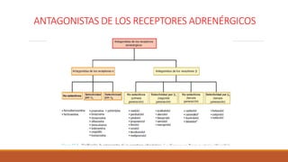 ANTAGONISTAS DE LOS RECEPTORES ADRENÉRGICOS
 