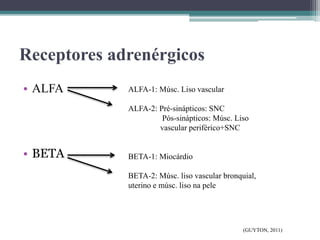 Receptores adrenérgicos
• ALFA
• BETA
ALFA-1: Músc. Liso vascular
ALFA-2: Pré-sinápticos: SNC
Pós-sinápticos: Músc. Liso
vascular periférico+SNC
BETA-1: Miocárdio
BETA-2: Músc. liso vascular bronquial,
uterino e músc. liso na pele
(GUYTON, 2011)
 