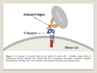 Figure:- A Fc receptor is a protein found on the surface of certain cells – including, among others, B
lymphocytes, follicular dendritic cells, natural killer cells, macrophages, neutrophils, eosinophils, basophils,
human platelets, and mast cells – that contribute to the protective functions of the immune system
 