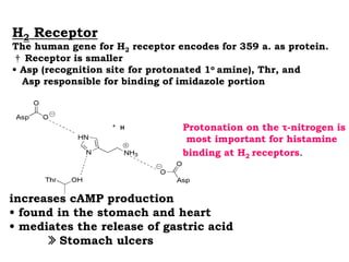 H2 Receptor
The human gene for H2 receptor encodes for 359 a. as protein.
† Receptor is smaller
• Asp (recognition site for protonated 1o amine), Thr, and
Asp responsible for binding of imidazole portion
increases cAMP production
• found in the stomach and heart
• mediates the release of gastric acid
» Stomach ulcers
Protonation on the τ-nitrogen is
most important for histamine
binding at H2 receptors.
H
+
 