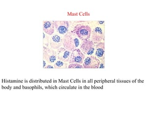 Mast Cells
Histamine is distributed in Mast Cells in all peripheral tissues of the
body and basophils, which circulate in the blood
 
