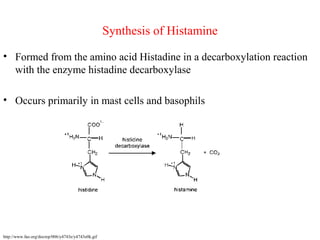 Synthesis of Histamine
• Formed from the amino acid Histadine in a decarboxylation reaction
with the enzyme histadine decarboxylase
• Occurs primarily in mast cells and basophils
http://www.fao.org/docrep/006/y4743e/y4743e0k.gif
 