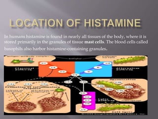 In humans histamine is found in nearly all tissues of the body, where it is
stored primarily in the granules of tissue mast cells. The blood cells called
basophils also harbor histamine-containing granules.
 