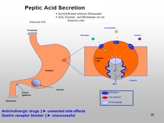 Antrum
Stomach
Pyloric
Sphincter
Oesophagus
Duodenum
Histamine
Acetylcholine
Gastrin
Cck2
M3
2
Parietal
Cells
Stomach
Receptors
Ion channel
Proton pump
+
H
+
+
cAMP
+
+
+
-
H +
HCl
Cl
Anticholinergic drugs ╠► unwanted side effects
Gastrin receptor blocker ╠► unsuccessful 35
 