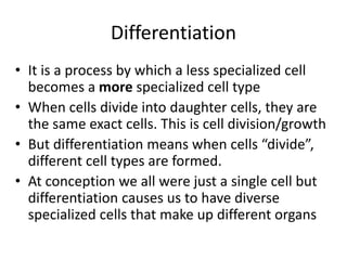 Differentiation
• It is a process by which a less specialized cell
becomes a more specialized cell type
• When cells divide into daughter cells, they are
the same exact cells. This is cell division/growth
• But differentiation means when cells “divide”,
different cell types are formed.
• At conception we all were just a single cell but
differentiation causes us to have diverse
specialized cells that make up different organs
 