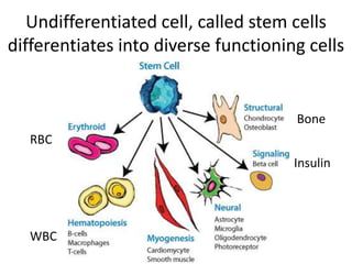 Undifferentiated cell, called stem cells
differentiates into diverse functioning cells
RBC
WBC
Bone
Insulin
 