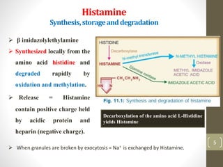 5
Histamine
Synthesis,storageanddegradation
5
 β imidazolylethylamine
 Synthesized locally from the
amino acid histidine and
degraded rapidly by
oxidation and methylation.
 Release = Histamine
contain positive charge held
by acidic protein and
heparin (negative charge).
 When granules are broken by exocytosis = Na+ is exchanged by Histamine.
Decarboxylation of the amino acid L-Histidine
yields Histamine
 