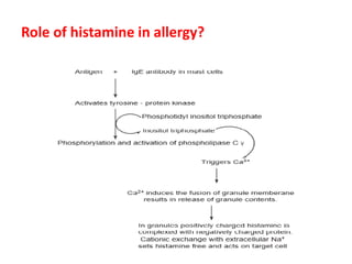 Role of histamine in allergy?
 