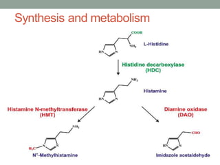 Synthesis and metabolism
• Histamine is derived from the decarboxylation of
the amino acid histidine, a reaction catalyzed by
the enzyme L-histidine decarboxylase.
• Rapidly inactivated by its primary degradative
enzymes, histamine-N-methyltransferase or diamine
oxidase.
 