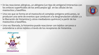 • En las reacciones alérgicas, un alérgeno (un tipo de antígeno) interactúa con
los enlaces superficiales de los anticuerpos IgE en las células de los
mastocitos y basófilos.
• Una vez que se forma en el mastocito el complejo antígeno-anticuerpo, se
producen una serie de eventos que conducen a la desgranulacion celular y a
la liberación de histamina (y otros mediadores químicos) a partir de los
mastocitos o basófilos.
• Una vez liberada, la histamina puede reaccionar con tejidos cercanos o
extenderse a otros tejidos a través de los receptores de histamina.
 