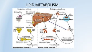 LIPID METABOLISM
 