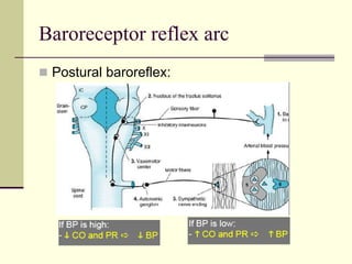 Baroreceptor reflex arc
 Postural baroreflex:
 