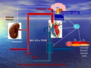 Vasomotor center 
V 
V 
AAfftteerrllooaadd 
VVoolluummee 
KKiiddnneeyyss 
PPrreellooaadd 
Renin 
Ang II 
b11 
Aldosterone BBPP== CCOO xx TTPPVVRR 
b22 a11 
b11 
Resistance arterioles Capacitance venules 
TToottaall PPeerriipphheerraall VVaassccuullaarr RReessiissttaannccee ((TTPPVVRR)) 
Ang I 
CCaarrddiiaacc OOuuttppuutt 
HHeeaarrtt 
a22 
TTPPVVRR 
VVSSMMCCss 
VVaassccuullaarr 
SSmmooootthh 
MMuussccllee 
CCeellllss 
 
