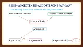 RENIN-ANGIOTENSIN-ALDOSTERONE PATHWAY
• This pathway controls Na⁺ secretion and body fluid volume.
Reduced Blood Pressure Lowered sodium excretion
Release of Renin
Angiotensin
Angiotensin-I Angiotensin-II Angiotensin-III B.P
ACE
 