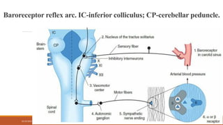 02/10/2025 14
Baroreceptor reflex arc. IC-inferior colliculus; CP-cerebellar peduncle.
 