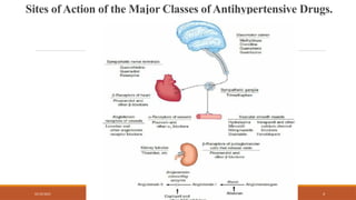 02/10/2025 4
Sites of Action of the Major Classes of Antihypertensive Drugs.
 