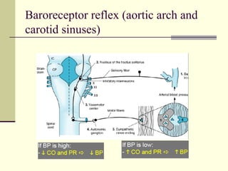Baroreceptor reflex (aortic arch and
carotid sinuses)
 