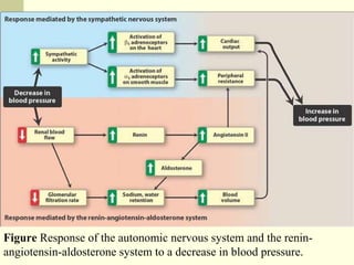 Figure Response of the autonomic nervous system and the renin-
angiotensin-aldosterone system to a decrease in blood pressure.
 