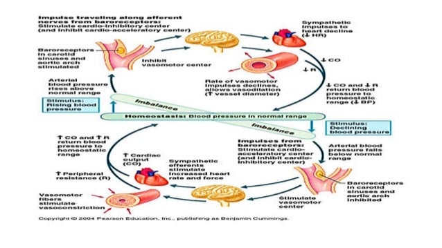Catapres Drug Action