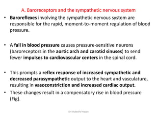A. Baroreceptors and the sympathetic nervous system
• Baroreflexes involving the sympathetic nervous system are
responsibl...