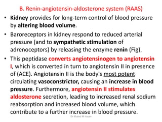 B. Renin-angiotensin-aldosterone system (RAAS)
• Kidney provides for long-term control of blood pressure
by altering blood...