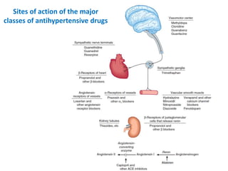 Sites of action of the major
classes of antihypertensive drugs
 