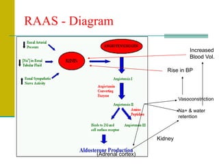 RAAS - Diagram
Vasoconstriction
Na+ & water
retention
(Adrenal cortex)
Kidney
Increased
Blood Vol.
Rise in BP
 