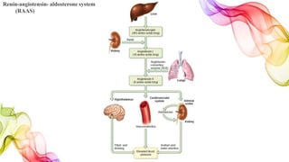 Renin-angiotensin- aldosterone system
(RAAS)
 