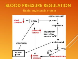 BLOOD PRESSURE REGULATION
Renin-angiotensin system
 