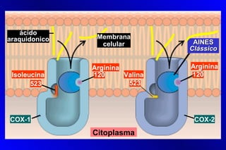ácido
araquidonico    Membrana
                 celular          AINES
                                 Clássico

               Arginina          Arginina
 Isoleucina    120      Valina   120
       523               523




COX-1                             COX-2

               Citoplasma
 
