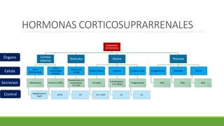 HORMONAS CORTICOSUPRARRENALES
HORMONAS
ESTEROIDEAS
Corteza
Adrenal
Zona
Glomerulosa
Aldosterona
Angiotensina y
Na/K
Zona
Fasciculada
reticular
Cortisol y DHEA
ACTH
Testiculos
Celulas de
Leydig
Testosterona y 4-
Androsteno-
3,17-dio
LH
Ovario
Foliculo (teca)
Estradiol
LH y FSH
Estroma
4-Androsteno-
3,17-diona
LH
Cuerpo Luteo
Progesterona
LH
Placenta
Progesterona
HCG
Estradiol
HCG
Estriol
HCG
Órgano
Celula
Secrecion
Control
 