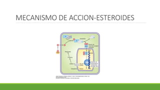 MECANISMO DE ACCION-ESTEROIDES
 