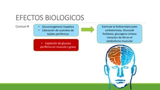 EFECTOS BIOLOGICOS
Cortisol • Gluconeogénesis hepática
• Liberación de sustratos de
tejidos perifericos
• Captación de glucosa
periférica en musculo y grasa
Estimula la fosfoenolpiruvato
carboxicinasa, Glucosa6
fosfatasa, glucogeno sintasa
Lieracion de AA en el
catabolismo muscular
 