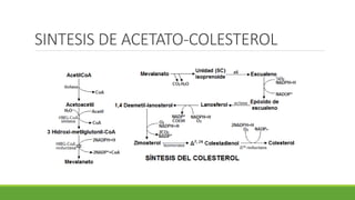 SINTESIS DE ACETATO-COLESTEROL
 