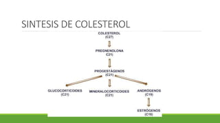 SINTESIS DE COLESTEROL
 