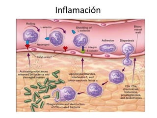 Inflamación

 