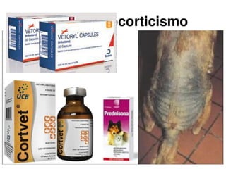 hiperadrenocorticismo
 